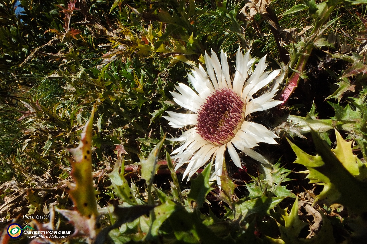 14 Carlina in piena apertura .JPG